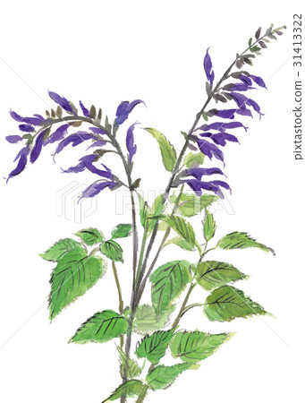 Purple Salvia Watercolor - Stock Illustration [31413322] - Pixta