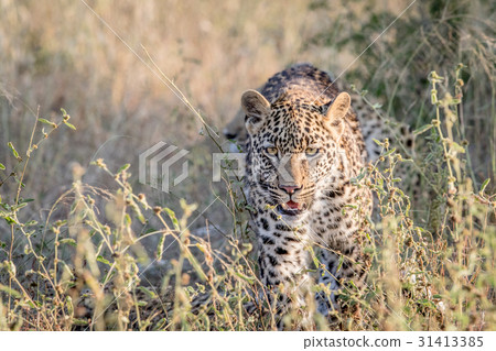 Leopard walking towards the camera. Leopard walking towards the camera. 31413385