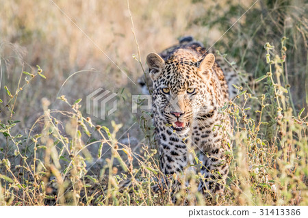 Leopard walking towards the camera. Leopard walking towards the camera. 31413386
