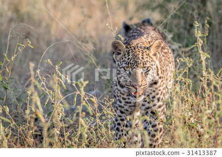 Leopard walking towards the camera. 31413387