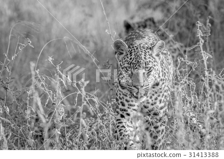 Leopard walking towards the camera. 31413388