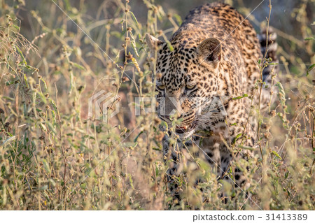 Leopard walking towards the camera. Leopard walking towards the camera. 31413389