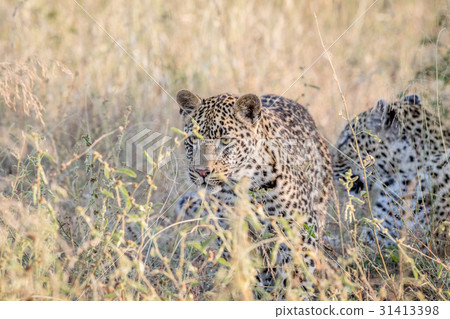 Leopard walking in the high grass. 31413398