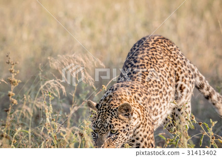 Young Leopard pouncing in the high grass. 31413402
