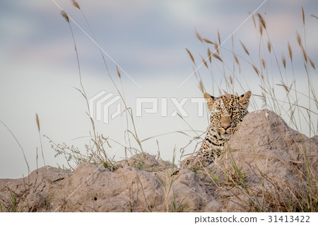 Leopard laying on a Termite mount and looking. Leopard laying on a Termite mount and looking. 31413422