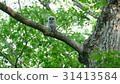 A baby of Ezo Owl who showed a cute face from the nest hole of a big forest big tree. _ 3 31413584