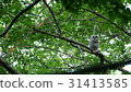 Ezo owl claw baby showed a cute face from the big tree's big hole in the green forest. _ 4 31413585