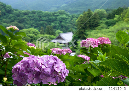 繡球花的繡球花和新鮮的綠色 31413943