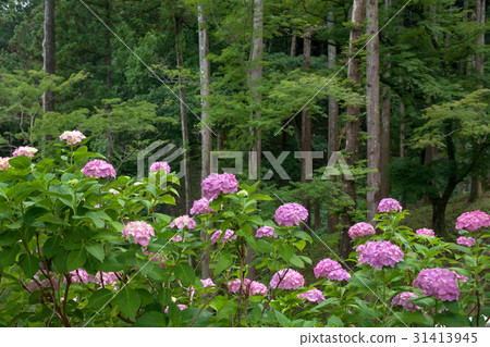 繡球花的繡球花 繡球花的繡球花 31413945