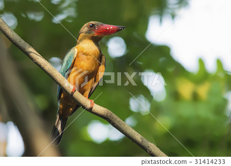 Stork-billed Kingfisher 31414233