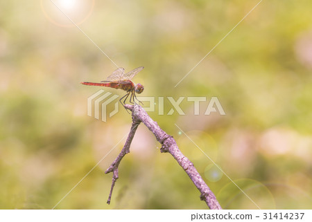 Closeup portrait of dragonfly (dragonfly) 31414237