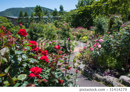 Gora Park Rose Garden 31414279