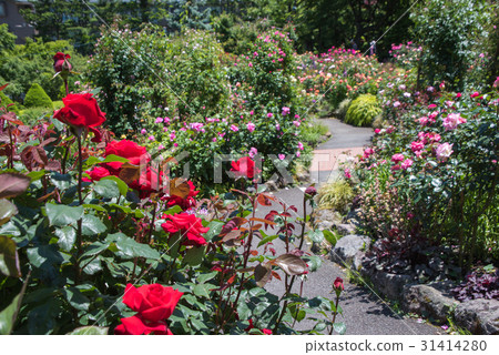 Gora Park Rose Garden 31414280