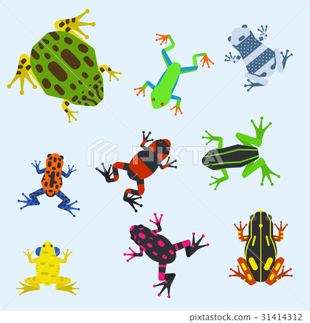 Frog cartoon tropical animal cartoon amphibian Frog cartoon tropical animal cartoon amphibian 31414312