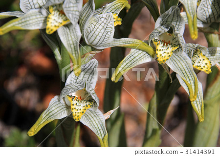 Porcelain or Mosaic Orchid, chloraea magellanica 31414391