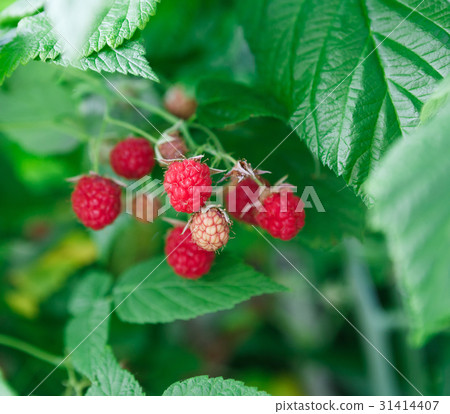 Lots of red ripe raspberries on a bush Lots of red ripe raspberries on a bush 31414407
