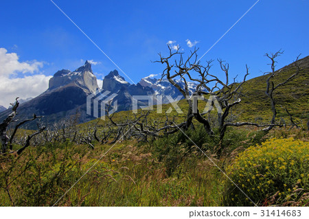 Cuernos Paine Grande, Torres Del Paine National 31414683