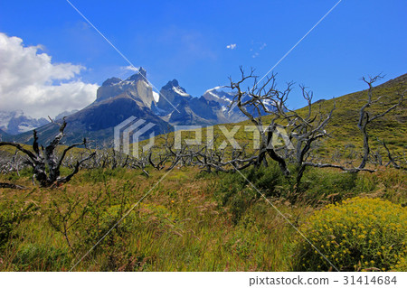 Cuernos Paine Grande, Torres Del Paine National 31414684