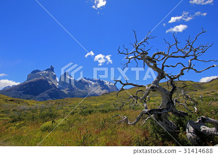 Cuernos Paine Grande, Torres Del Paine National 31414688