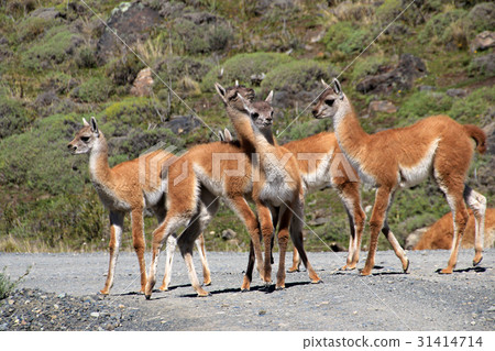 Guanacos in Torres del Paine National Park, Chile 31414714