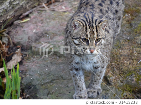 Portrait of fishing cat looking at camera Portrait of fishing cat looking at camera 31415238