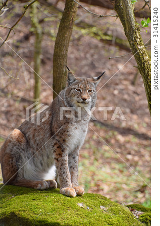 Eurasian lynx on moth stone in forest 31415240