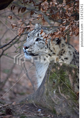 Close up side portrait of snow leopard Close up side portrait of snow leopard 31415241