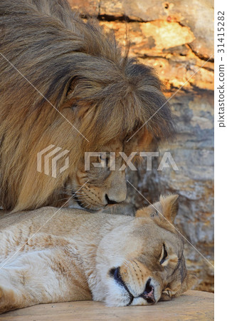 Close up side portrait of lion and lioness 31415282