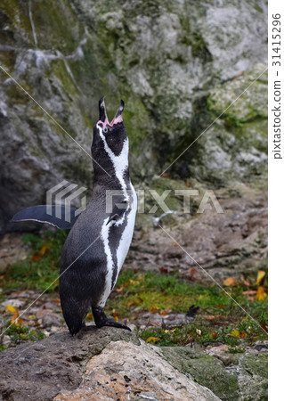 One penguin standing calling on the rocks One penguin standing calling on the rocks 31415296