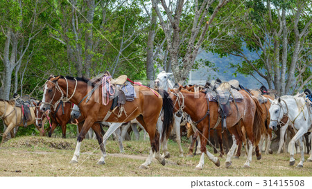 Horses prepared for tourists walking Horses prepared for tourists walking 31415508