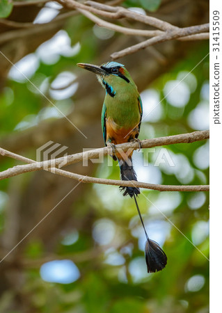 Blue-crowned motmot bird front view 31415509