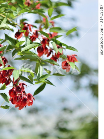 America Tigo 31415587