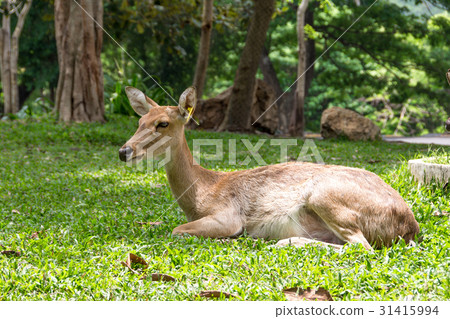 brow-antlered deer 31415994