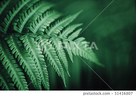 Beautiful fern leaves, macro 31416807