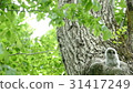 A baby of Ezo Owl who showed a cute face from the nest hole of a big forest big tree. _ 2 31417249