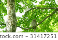 Adult birds living in the green forest 31417251