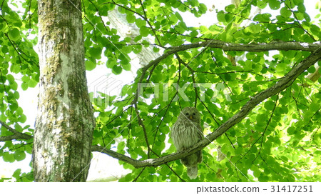 Adult birds living in the green forest Adult birds living in the green forest 31417251