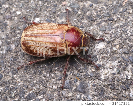 Kokkikokogane 2 31417331