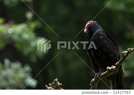 Shime Condor動物園 31417767