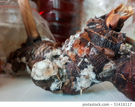 Old galangal on table Old galangal on table 31418117
