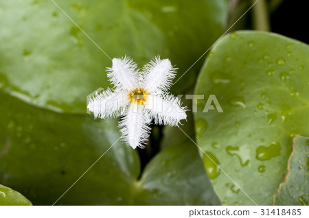 Gagaputa花 31418485