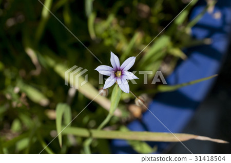 Niwazekishou Niwazekishou 31418504