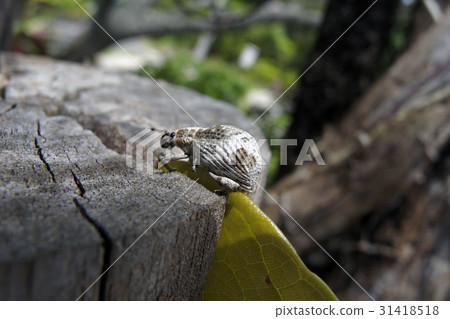 Ladybird lobster weevil 31418518