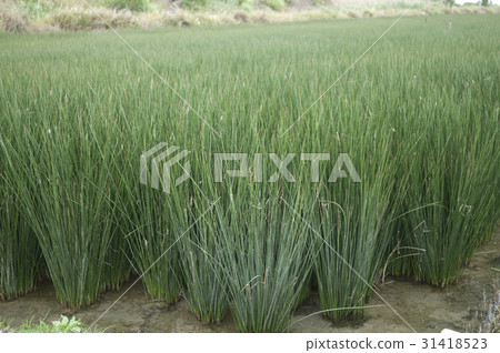 Beag(草)領域 Beag(草)領域 31418523