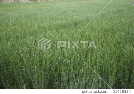 Beag(草)領域 Beag(草)領域 31418524