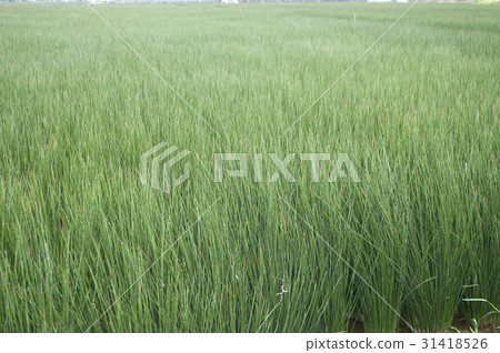 Beag(草)領域 Beag(草)領域 31418526