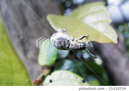 Ladybird lobster weevil Ladybird lobster weevil 31418534
