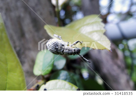 瓢蟲龍蝦象鼻蟲 31418535