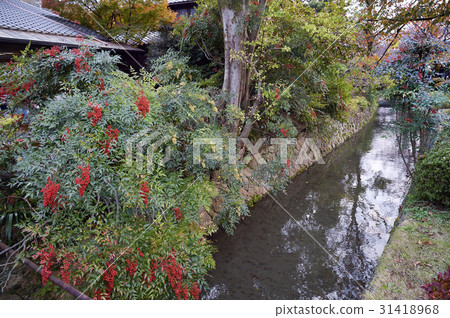 The way of philosophy Kyoto autumn Nanten The way of philosophy Kyoto autumn Nanten 31418968