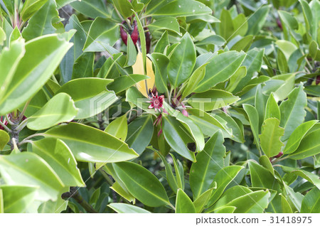 Okinawa flower (mangrove) 31418975